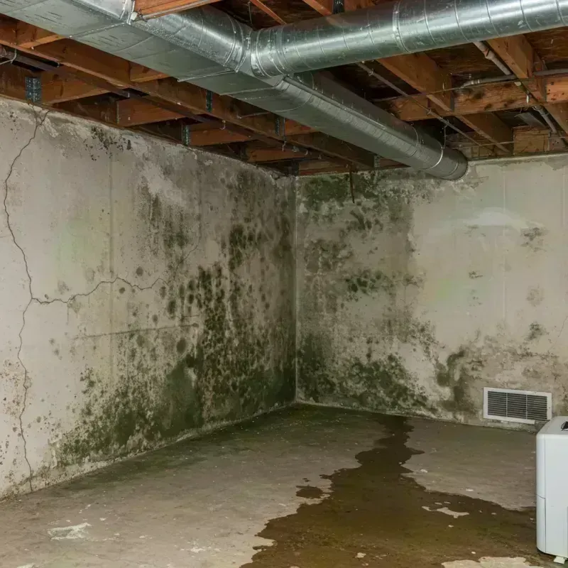 Professional Mold Removal in Nashville, WI